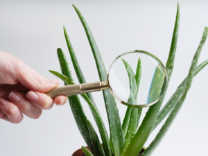 Aloe Viewed