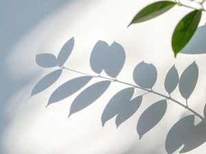 Leaf Shadows