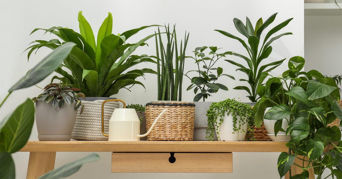 Many Green Potted Houseplants