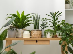 Many Green Potted Houseplants